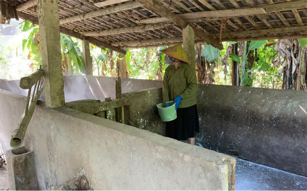 Pig-raising households use lime water to disinfect barns after the epidemic. Photo: DVCC