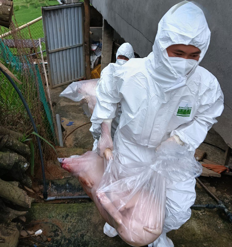 Destroy the herd of pigs infected with African swine fever that Mr. Chinh's family ordered on Facebook. Photo: An Nhien