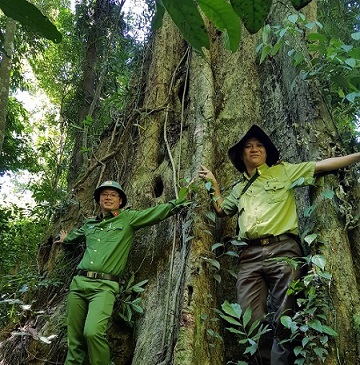 Cây cổ thụ trong rừng nguyên sinh Kbang. Ảnh: Thanh Tuấn 