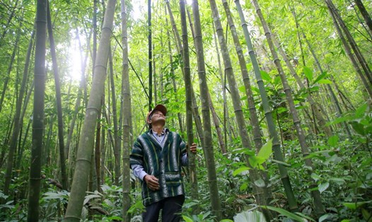 Rừng tre trong cánh rừng tự nhiên ở xã Hướng Phùng, huyện Hướng Hóa, tỉnh Quảng Trị được chi trả tiền từ việc bán tín chỉ carbon. Ảnh: Hưng Thơ