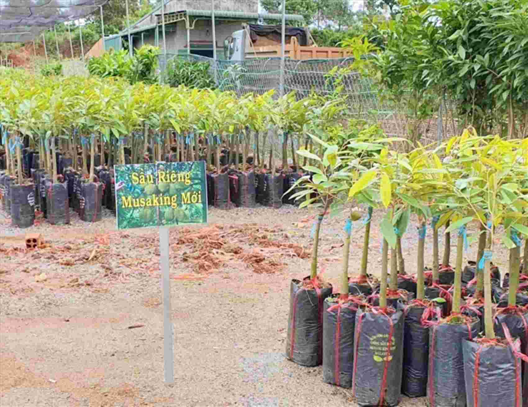 Đắk Nông hỗ trợ kinh phí sản xuất giống cây trồng chủ lực