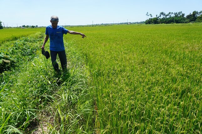 Sau 7 năm dồn điền đổi thửa, 1.800m2 đất lúa của gia đình ông Lý Văn Quang ở thôn Chú Tượng, xã Đức Hiệp, huyện Mộ Đức, tỉnh Quảng Ngãi vẫn chưa được cấp sổ đỏ. Ảnh: Viên Nguyễn