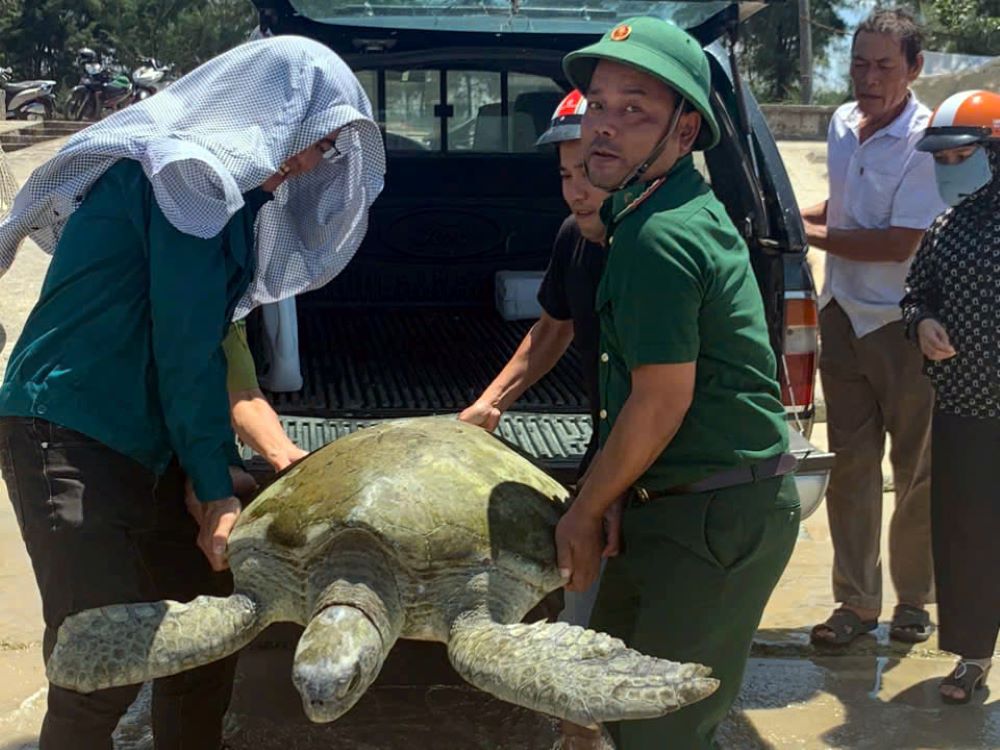 Lực lượng chức năng thả cá thể rùa về môi trường tự nhiên. Ảnh: Võ Tiến.