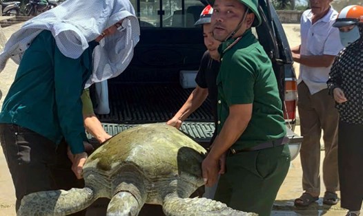 Lực lượng chức năng thả cá thể rùa về môi trường tự nhiên. Ảnh: Võ Tiến.