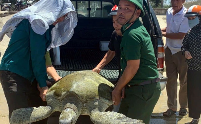 Lực lượng chức năng thả cá thể rùa về môi trường tự nhiên. Ảnh: Võ Tiến.