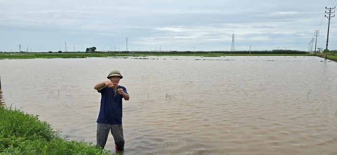 At the beginning of the recent 2024 crop season, farmers in Dong Bien fields again reported rice rot and death due to fields being flooded for many days to PV Lao Dong. Photo: Trung Du