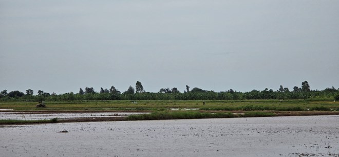 The contractor constructs route 3 under the investment project to build trunk roads connecting with functional areas in Thai Binh province's economic zone, affecting rice cultivation of farmers. Photo: Trung Du