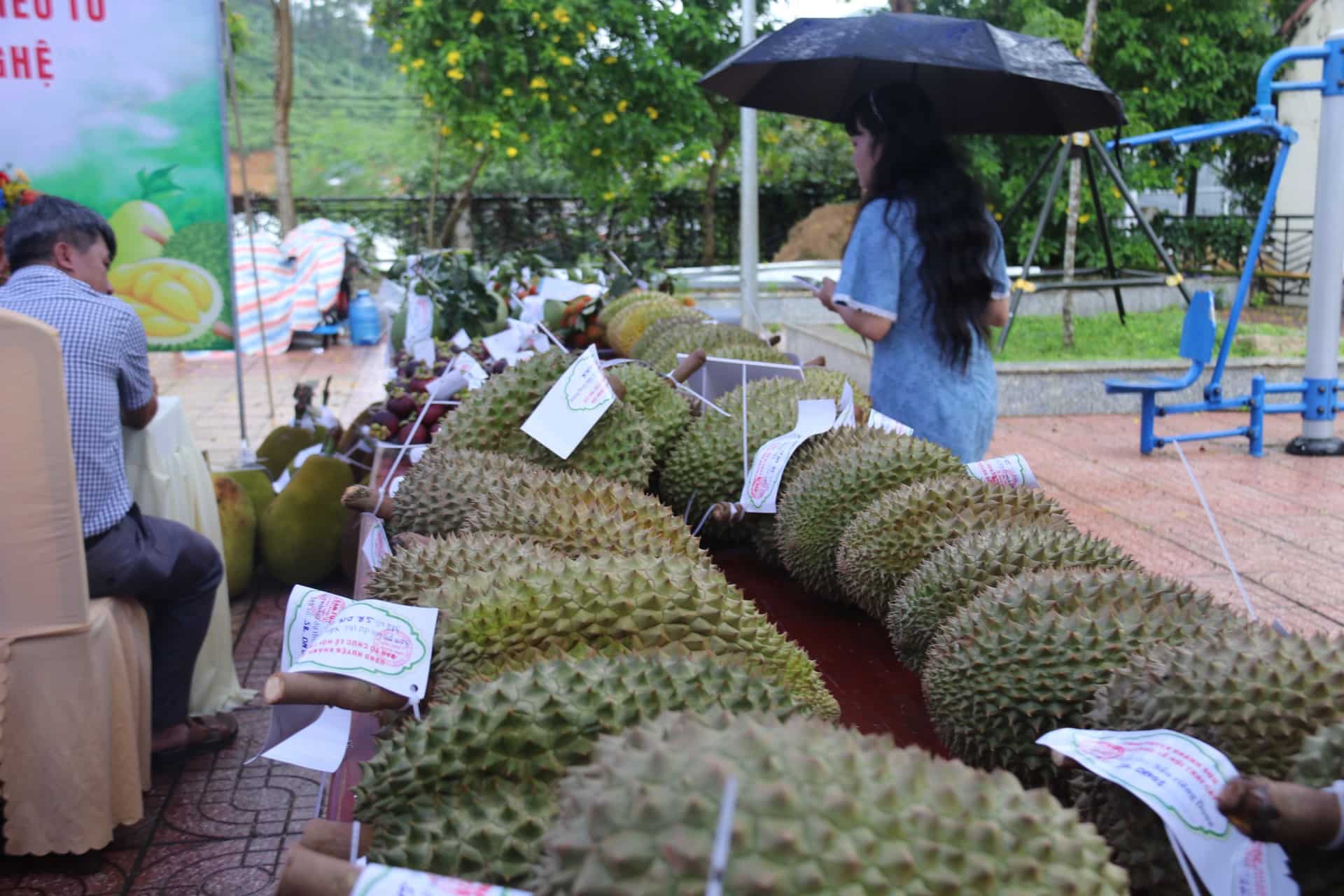 Giant durians participating in the contest. Photo: Thanh Thúy