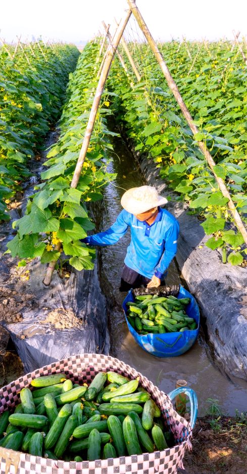 For many years now, when the saltwater intrusion situation has penetrated deeply into the inner countryside, many farmers have been flexible in bringing colorful vegetables down to the fields instead of rice, helping them to have stable income during the dry season.