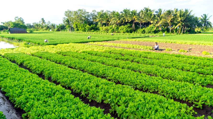 Traveling along the inter-village, inter-commune roads of Mỹ Xuyên, Long Phú, Mỹ Tú,.. (Sóc Trăng province) easily encounter the image of colorful vegetable gardens carefully tended by farmers.