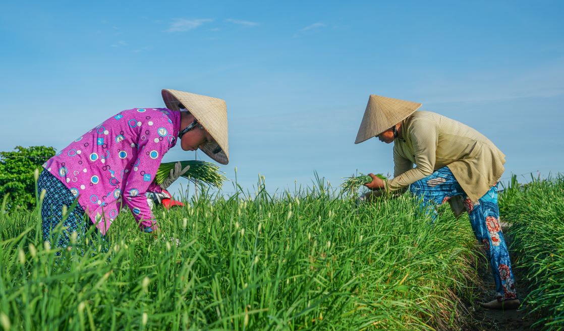 “Cultivating colorful vegetables every year from 3-4 harvests, while growing rice only 2 harvests. Vegetable cultivation is more labor-intensive than rice cultivation, but it compensates by quickly generating capital. Also, thanks to 1,000m2 of leeks harvested, I have an annual income of 10-30 million đồng“, Mrs. Danh Thị Hồng Nương - a household with over 10 years of experience in vegetable cultivation in xã Đại Tâm (Mỹ Xuyên, Sóc Trăng) said.