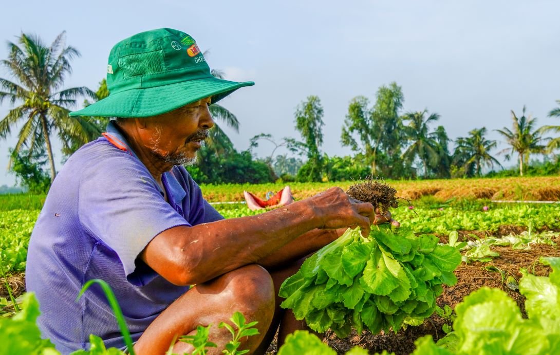 Mr. Lâm Văn Hùng - a Khmer household in xã Đại Tâm, Mỹ Xuyên district (Sóc Trăng province) with over 30 years of experience in vegetable cultivation. He said that it is also thanks to the colorful vegetables that the family's living conditions have improved, and his children have been able to study until they reach their destinations.