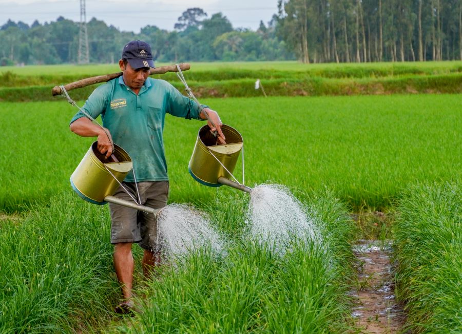 Most women choose short-term crops such as onions, leeks, lettuce, herbs, etc. to plant.