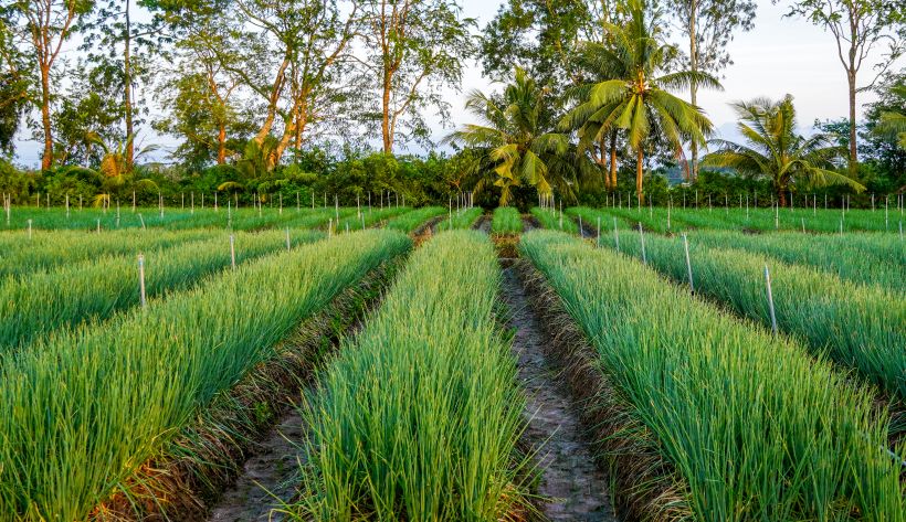 Most households engaged in vegetable cultivation in Sóc Trăng province are ethnic Khmer, and many farmers have not yet completed high school but are very skilled in cultivating colorful vegetables from land preparation, ridging, weeding to applying modern techniques in production.