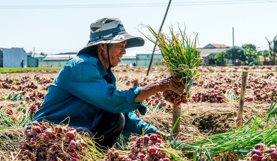 With skilled hands and decades of production experience, the Sóc Trăng vegetable farmers have contributed to building and preserving the brand of Vĩnh Châu shallots, Mỹ Xuyên leeks, and other products, affirming the position of the main product of the locality.