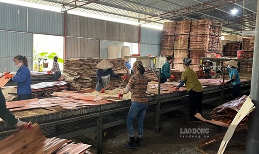 Sắp có cụm công nghiệp ở xã Ấm Hạ và xã Phương Viên - 2 xã phát triển mạnh ngành chế biến gỗ. Ảnh: Tô Công.