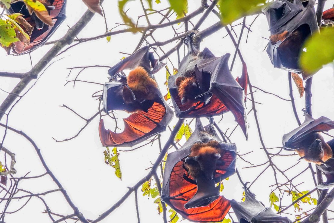 The bats at Dơi Temple are evaluated as rare species, with an average weight of 0.5kg to over 1kg, a wing span of 1m to 1.5m (exceptionally up to 2m), and a maximum flying speed of 50-60km/h.