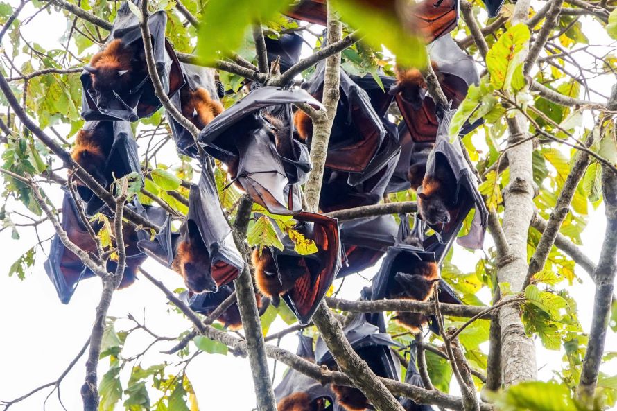 This species of bat is a mammal and gives birth to young, not laying eggs, and only gives birth once a year and gives birth to only one offspring. They do not build nests, so when giving birth, they still hang upside down on a tree branch, one wing hooked into the branch, the other wing supporting the soon-to-be-born offspring, after giving birth, they just hold the offspring all day and night. Approximately 3-4 months, the bat offspring can fly and go find food on its own.