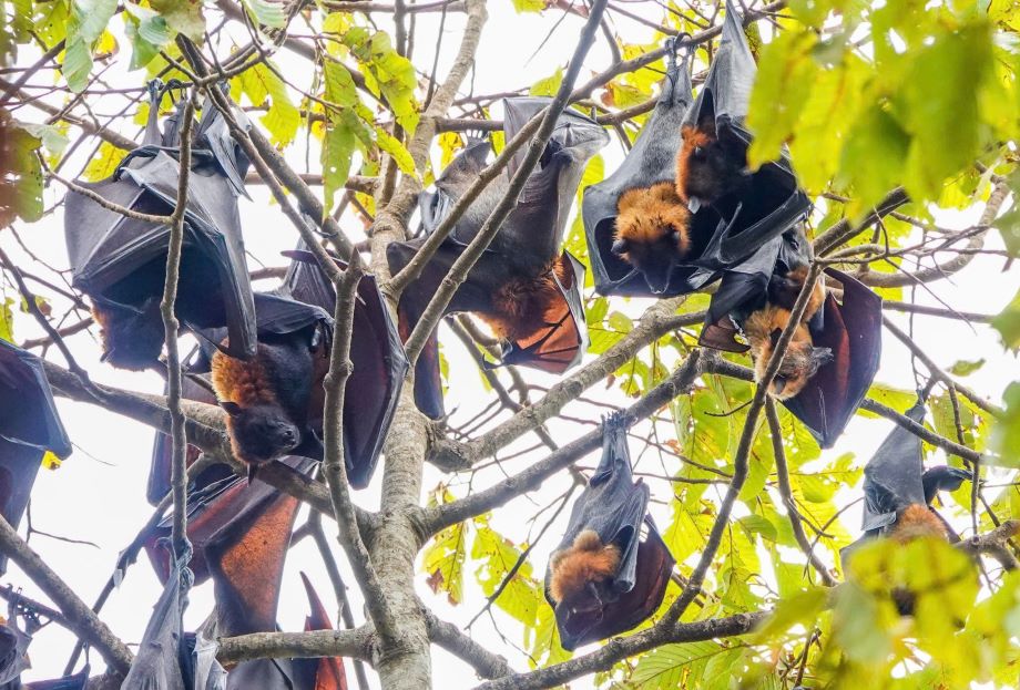 A forestry officer from Sóc Trăng Province said that during the inspection, if they find bats being sold, they will confiscate them and issue a fine. After that, they will bring them back to Dơi Temple to release them back into the wild. “However, many shops have ways to evade detection, making it difficult to inspect and handle the situation,” the officer said.