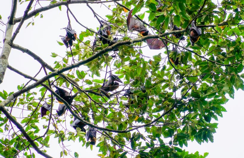 “Previously, there were many bats, densely perched on trees. Every evening, they would fly out to forage, and every morning, they would return. Now, there are very few, only a few trees in the temple grounds where they congregate, and tourists have to observe carefully to see the bats,” Venerable Linh said.