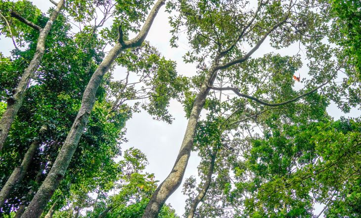 According to Venerable Lâm Tú Linh, former deputy abbot of Dơi Temple, previously, there were many bats in the temple, with tens of thousands of individuals. Every morning or afternoon, the bats would fly overhead, densely perched on tree branches. The bats here are very friendly, not afraid of loud noises or approaching tourists to admire.