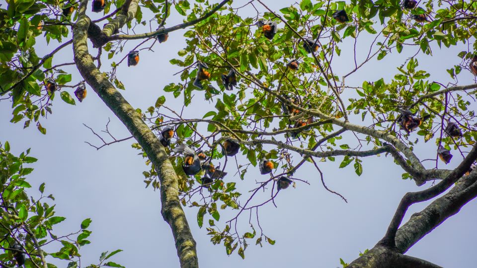 Trước thực trạng suy giảm về số lượng dơi, một số nhà khoa học địa phương đã đề xuất cần tổ chức thanh, kiểm tra các hoạt động săn bắn, kinh doanh, buôn bán dơi ngựa trên địa bàn. Thực hiện một số giải pháp kỹ thuật nhằm hạn chế sự tác động của con người đến đàn dơi ngựa trong khuôn viên chùa Dơi. Về lâu dài, cần trồng thêm cây xanh ở khuôn viên sau chùa Dơi để cung cấp thức ăn tại chỗ cho nhóm dơi con chưa thể đi xa để kiếm ăn.