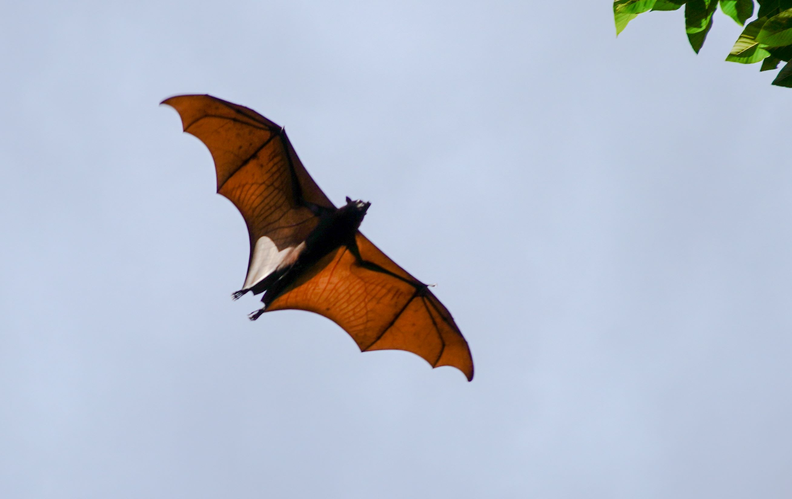 This species of bat does not have legs but only has sharp claws on its wings.