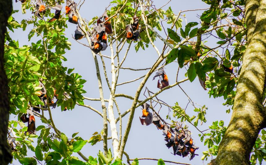 According to the results of the investigation and research (2013-2015) of the group of authors from Cần Thơ University, the bats living in the temple grounds of Dơi Temple are Thai Flying Foxes and Small Flying Foxes. The number of bats is constantly changing according to the season, concentrated from September to the end of the following February, ranging from 450 to 1,753 individuals.