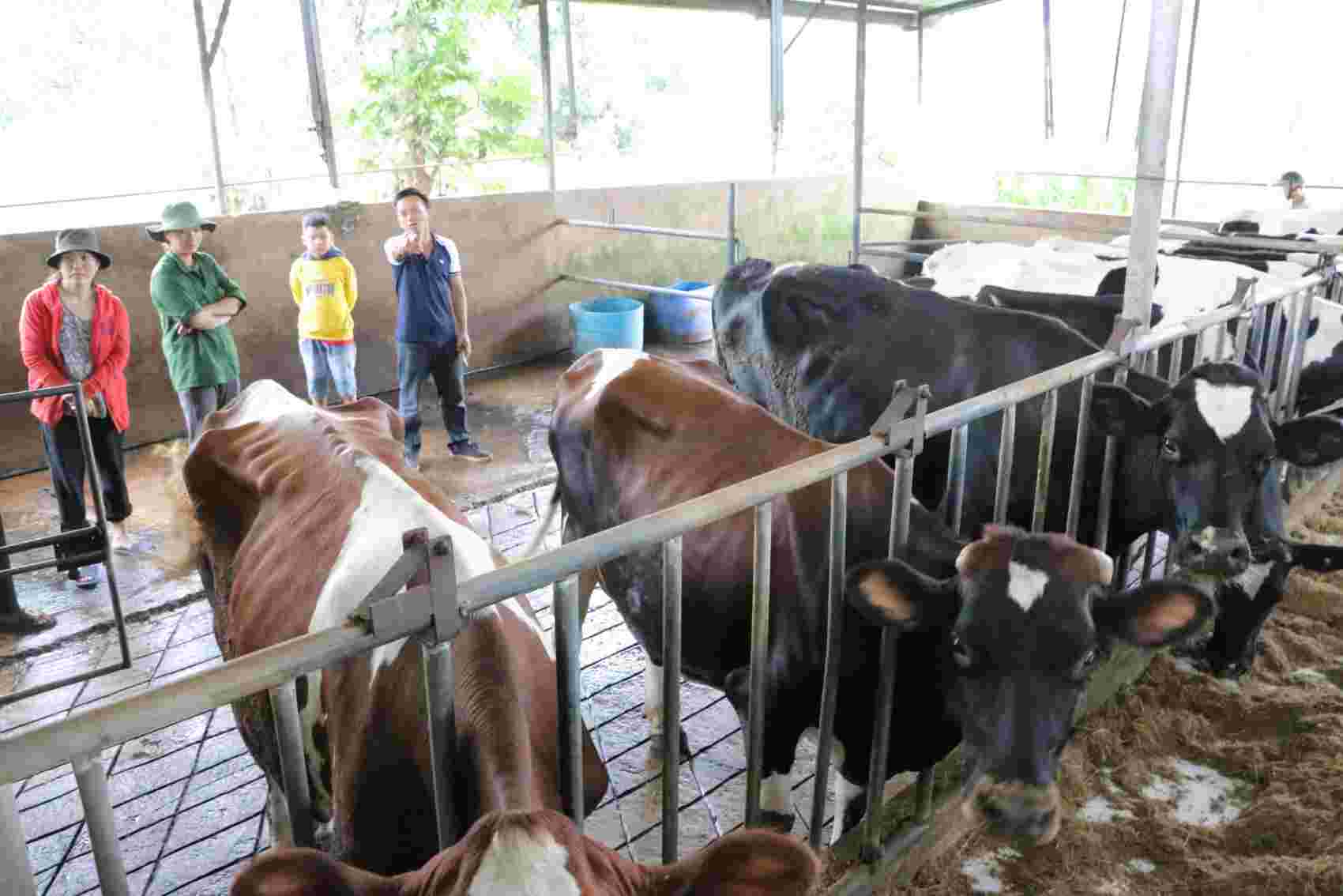 Cơ quan chức năng đã công bố phác đồ điều trị, hướng dẫn chăm sóc, điều trị bệnh tiêu chảy trên đàn bò sữa. Ảnh: Nguyễn Quân