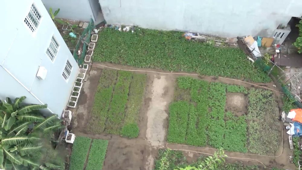 Utilizing vacant land to grow clean vegetables for sale in the market. Photo: Trần Thi