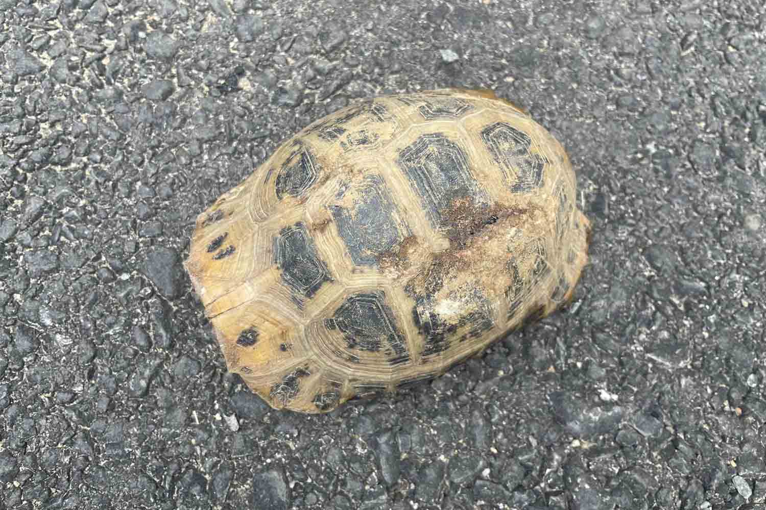 Cá thể rùa vàng quý hiếm được giao nộp cho Vườn Quốc gia Vũ Quang để thả về tự nhiên. Ảnh: Tân Kỳ