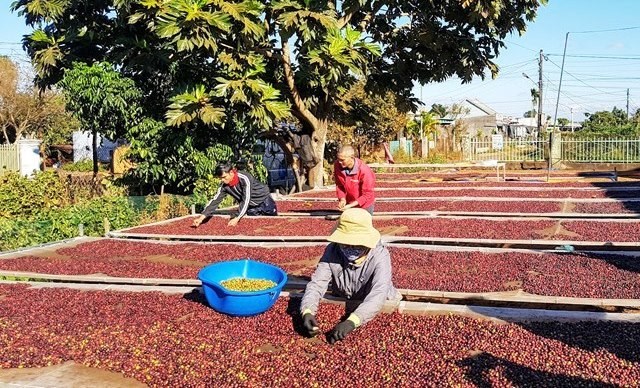 Coffee export is favorable in all factors: Price, market and domestic supply. Photo: Vu Long