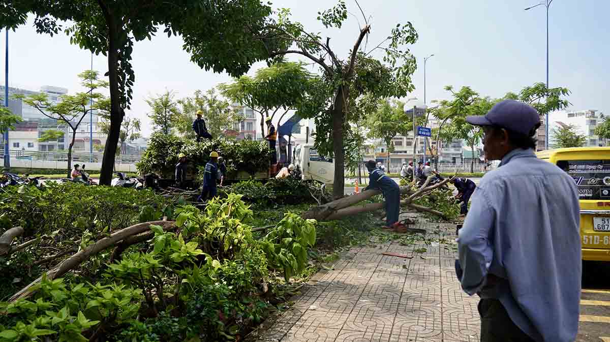 Cây xanh ngã đổ tại TPHCM.