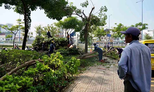 Cây xanh ngã đổ tại TPHCM.