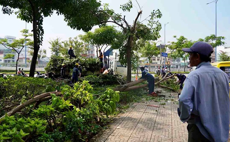 Cây xanh ngã đổ tại TPHCM.