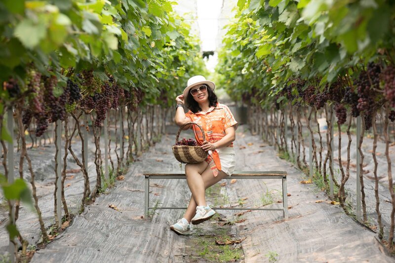 Picking grapes yourself at the garden creates a feeling of comfort for visitors from near and far. Photo: Hoang Loc