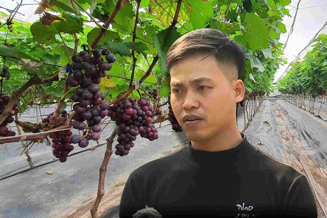 Bỏ phố về quê với ước mơ làm nông nghiệp