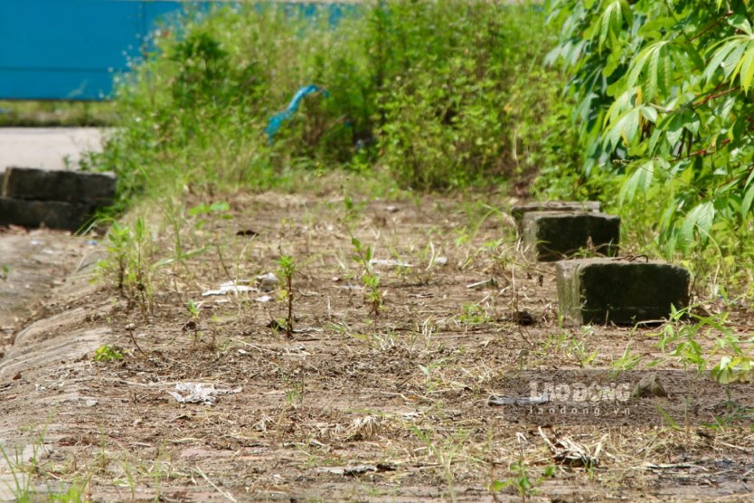 As noted by the reporter at the beginning of August 2024, the project is still in disarray, unfinished, and in ruins. Many technical items have not been completed, and weeds are overgrown, causing loss of urban aesthetics.