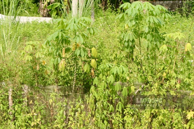 Đa số diện tích tại dự án để cỏ mọc um tùm thời gian dài, gây lãng phí tài nguyên đất và nguồn lực đầu tư.