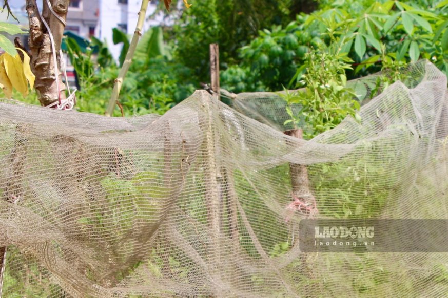 Some land areas have no people to live in, so they are used and covered with nets to create vegetable growing areas.