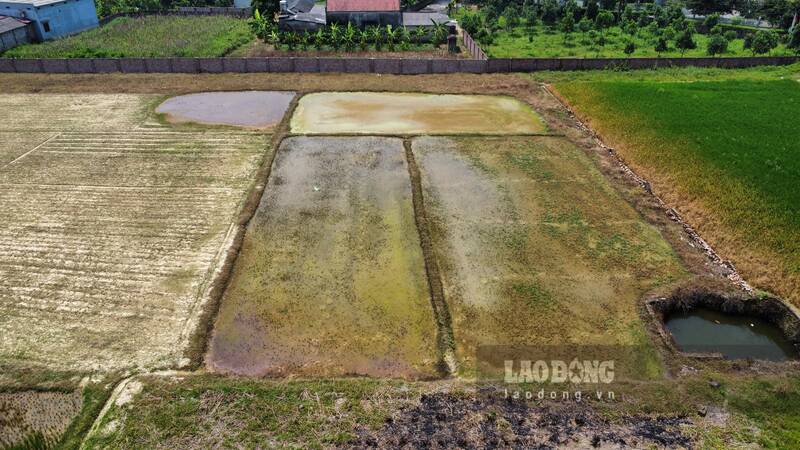 4,000 square meters of people's crops died. Photo: Lam Thanh