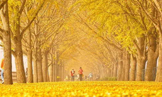 Hàn Quốc là điểm đến nhiều khách Việt yêu thích vào mùa thu. Ảnh: Lee Bùi