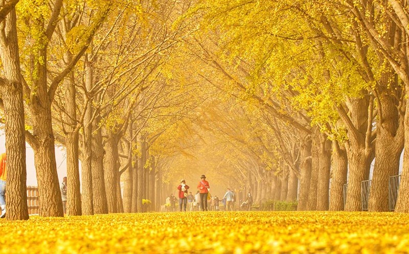 Hàn Quốc là điểm đến nhiều khách Việt yêu thích vào mùa thu. Ảnh: Lee Bùi