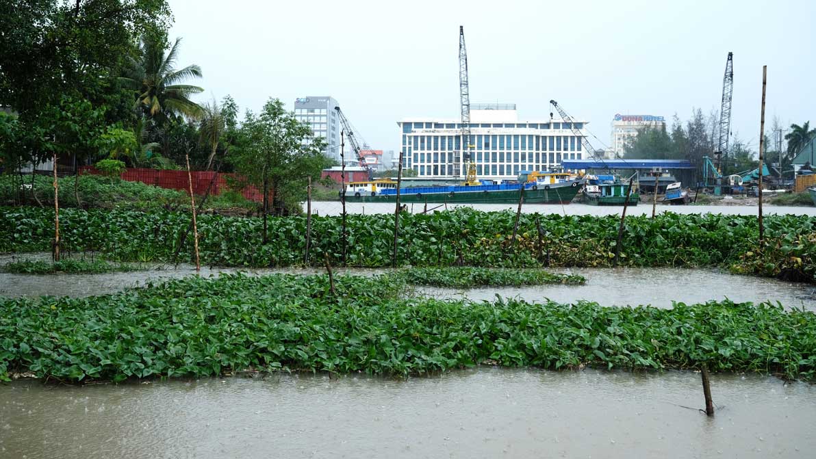 Để ngăn tình trạng câu, bắt trộm, anh Tuấn đã bỏ tiền túi mua lưới, kéo lục bình bao quanh bè “xây nhà” cho đàn cá. Ảnh: Mỹ Ly 