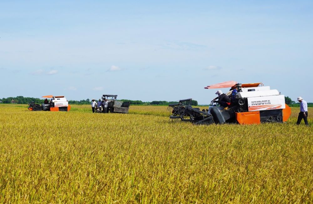 Thu hoạch lúa trên cánh đồng ở huyện Vĩnh Linh. Huyện Vĩnh Linh được cơ quan chuyên môn đề nghị Thủ tướng Chính phủ xem xét, công nhận đạt chuẩn nông thôn mới năm 2024. Ảnh: Tiến Nhất.