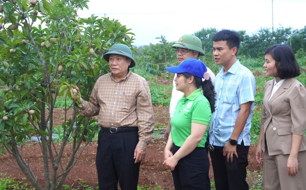 Lãnh đạo tỉnh Quảng Trị và Sở Nông nghiệp và Phát triển nông thôn tỉnh Quảng Trị kiểm tra mô hình trồng cây ăn quả. Ảnh: Tiến Nhất.