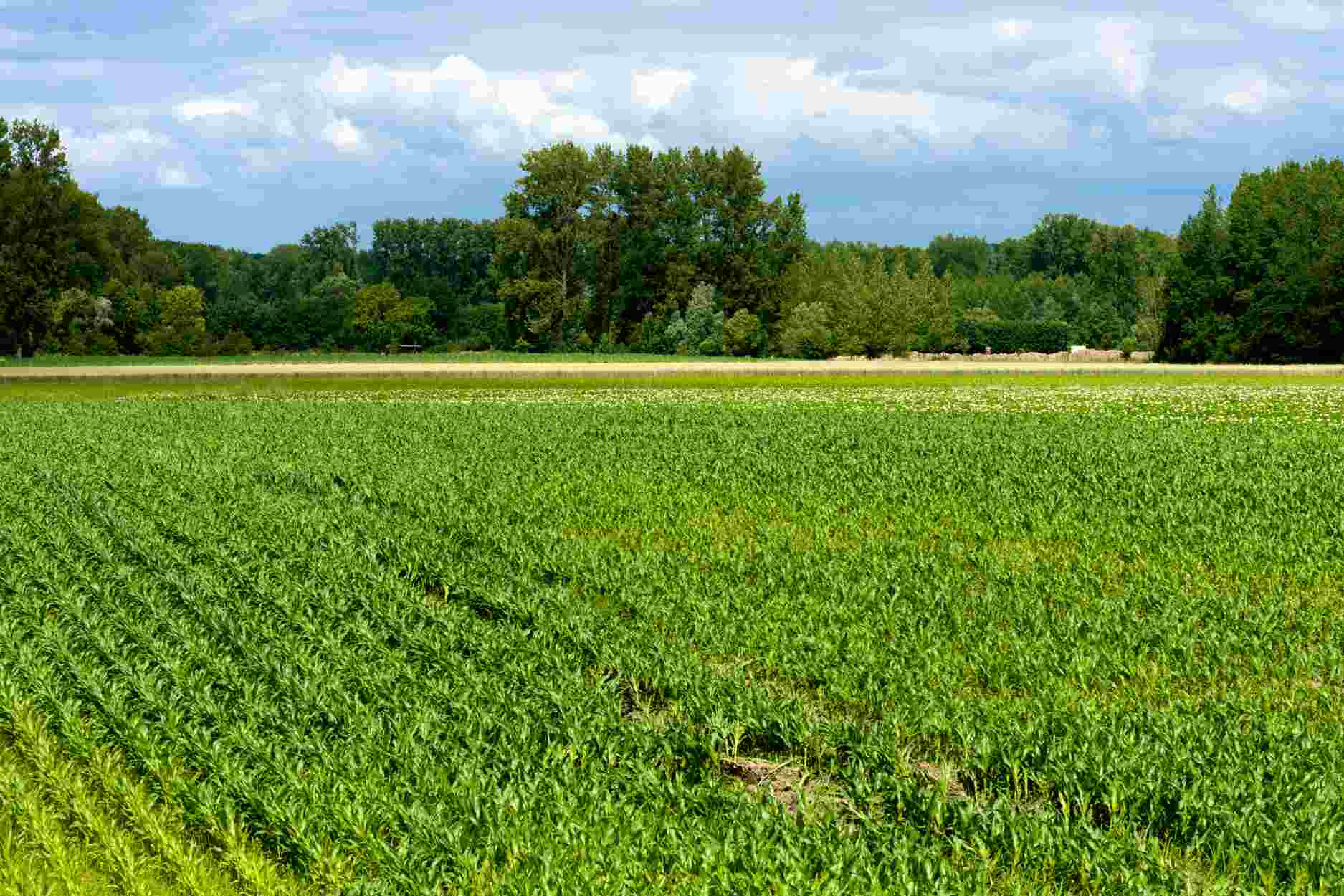 Đất nông nghiệp 