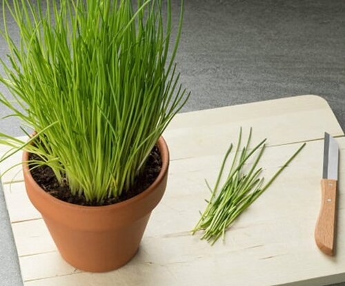 Trồng hẹ tại nhà giúp cung cấp nguồn rau an toàn cho bữa ăn gia đình. Ảnh: Pixabay