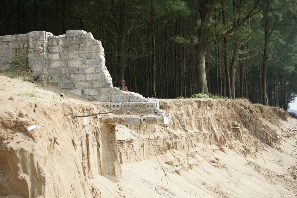 Casuarina tree stumps and floating walls in the coastal area. Photo: Quach Du