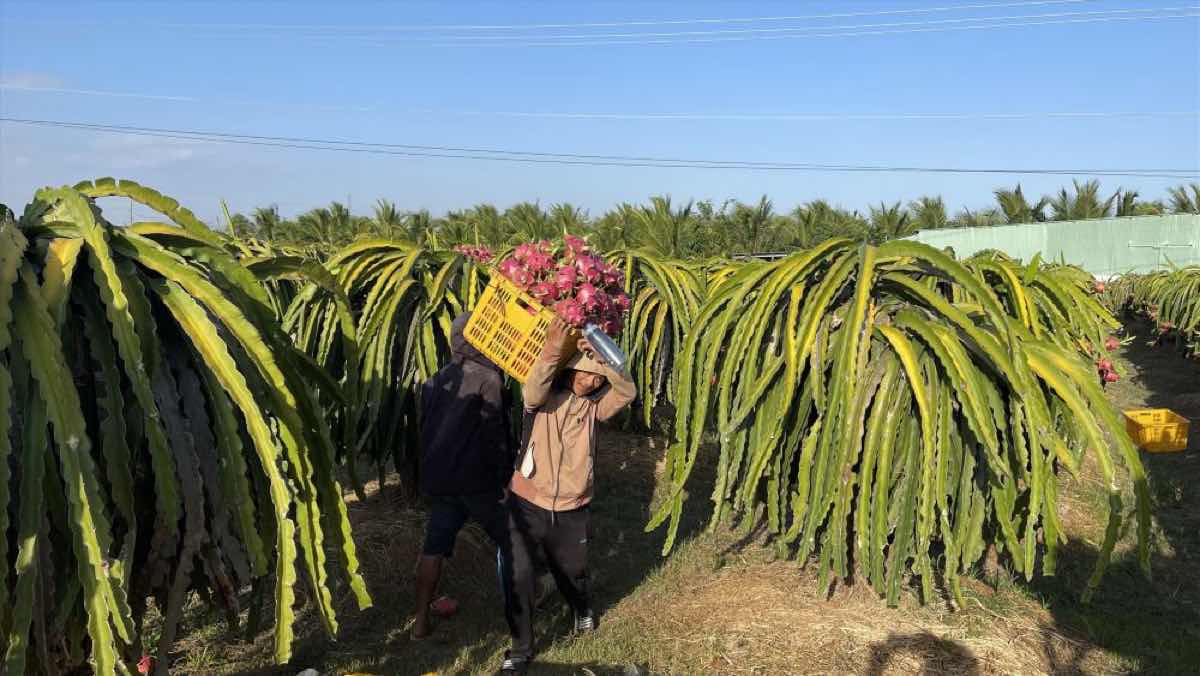 Harvesting dragon fruit in the garden. Photo: Duy Tuan